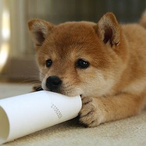 Meet your Posher, Holee